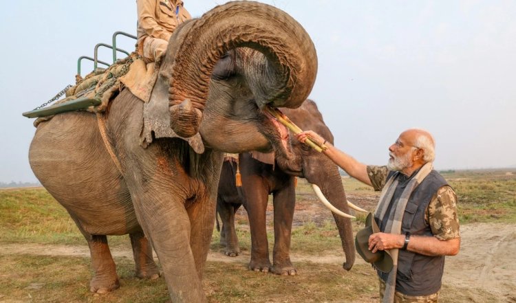 Kaziranga National Park | प्रधानमंत्री नरेंद्र मोदी ने असम के काजीरंगा राष्ट्रीय उद्यान में सफारी का आनंद लिया, हाथियों को खाना खिलाया, एक सींग वाले गैंडे भी दिखे