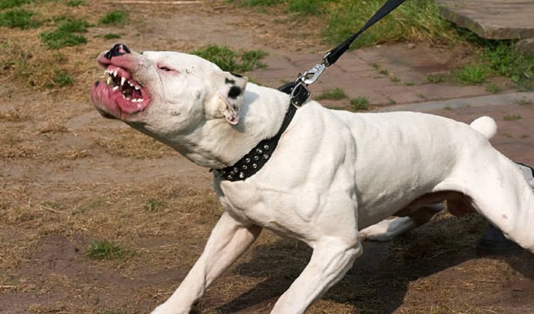 Pitbull Terrier, American Bulldog जैसे आक्रामक कुत्तों की नस्लों पर केंद्र सरकार ने लगाया प्रतिबंध, बिक्री और प्रजनन पर रहेगी रोक