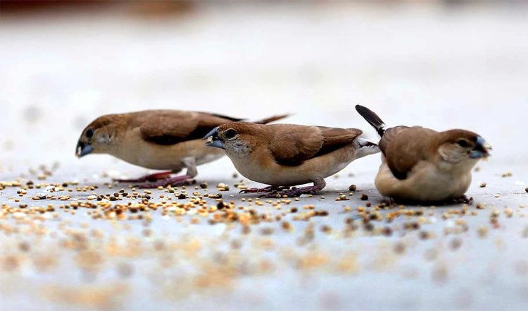 World Sparrow Day 2024: गौरैया की विलुप्ति की त्रासदी चिंताजनक