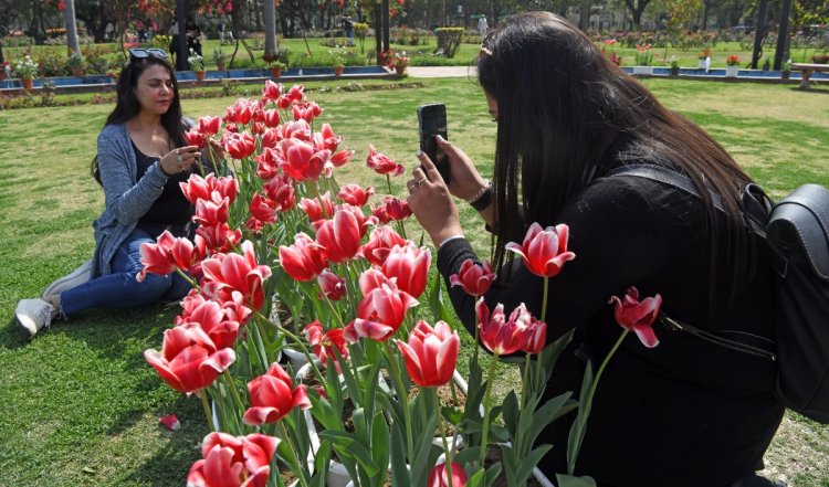 Jammu-Kashmir: धरती के स्वर्ग में मुस्करां उठे रंग-बिरंगे Tulips, खिले लोगों के चेहरे