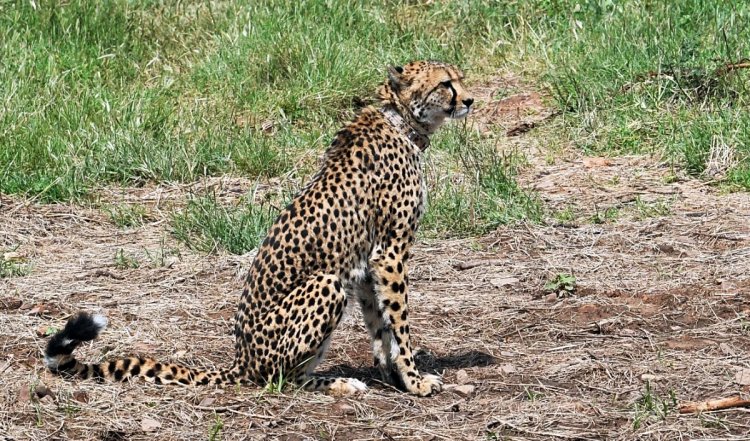 MP Kuno National Park से भटककर राजस्थान में प्रवेश करने के बाद चीते को बचाया गया