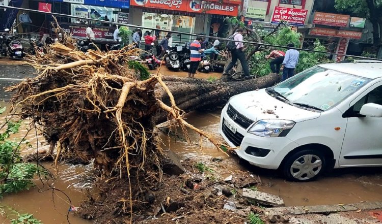Thane में पेड़ गिरने से दो घर क्षतिग्रस्त, कोई हताहत नहीं