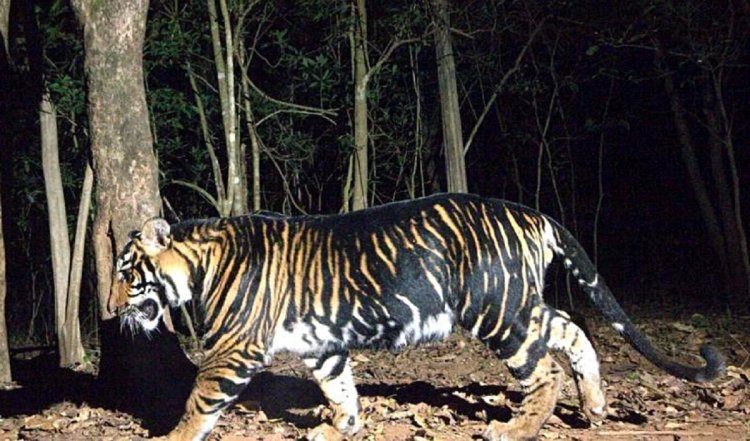 Bhopal के पास जंगल में बाघ ने व्यक्ति की जान ली, परिजनों को आठ लाख का मुआवजा