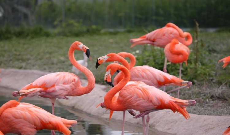 Mumbai में विमान से टकरा गए Flamingo, हवा में हुआ हैरान करने वाला हादसा
