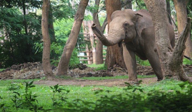 Tamil Nadu में हाथी के हमले में बुजुर्ग की मौत, दो कारों को भी किया क्षतिग्रस्त