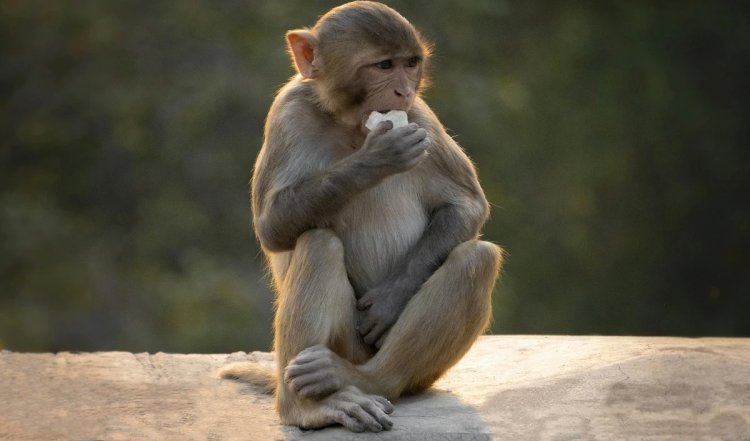 Karnataka के चिकमगलुरु में 30 बंदर संदिग्ध परिस्थितियों में मृत मिले