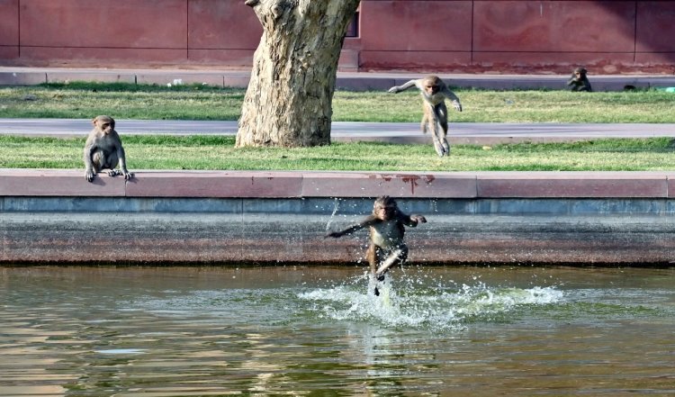 दिन में आसमान साफ ​​रहने का अनुमान, अधिकतम तापमान 43 डिग्री सेल्सियस