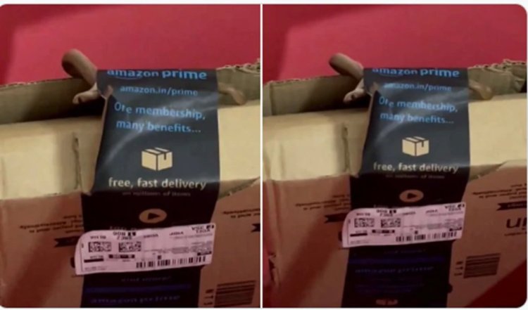Bengaluru | कपल ने Amazon से ऑनलाइन ऑर्डर किया था निजी सामान, पैकेट में निकला जहरीला कोबरा, सांप को देकर सदमें में परिवार | Watch Video