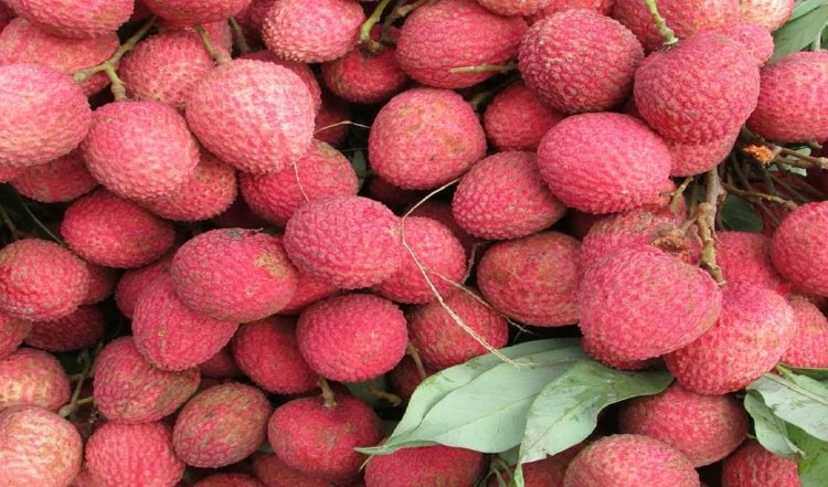 पंजाब सरकार पठानकोट की लीची के निर्यात के लिए उठाएगी कदम