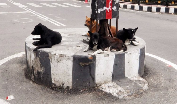 मध्यप्रदेश के खरगोन में आवारा कुत्तों के हमले में दो साल की बच्ची की मौत