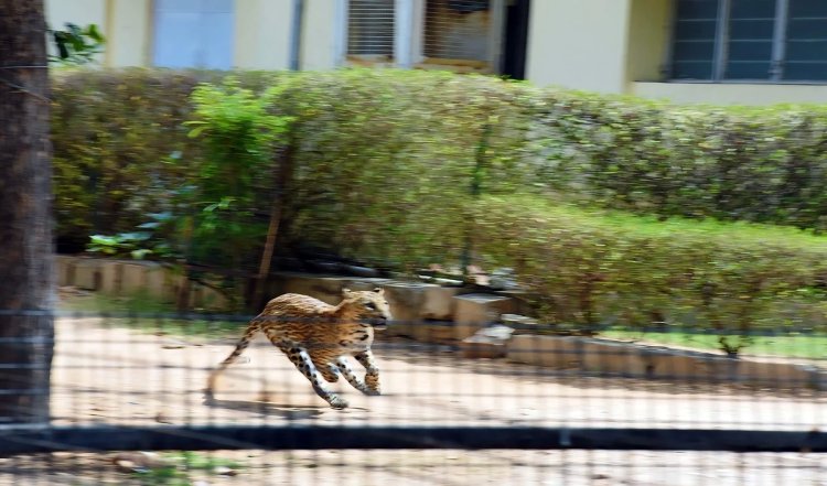 Chhatrapati Sambhajinagar में तेंदुए के हमले में किशोर की मौत