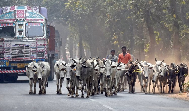 Odisha में गोरक्षकों ने गोमांस के संदेह में ट्रक को रोका, चालक गिरफ्तार