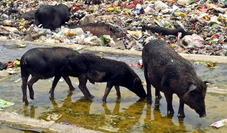Kerala : अफ्रीकी स्वाइन फ्लू फीवर के प्रकोप के मद्देनजर 310 सूअरों को मारा गया