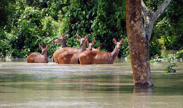 Assam floods: काजीरंगा नेशनल पार्क में बाढ़ का कहर जारी, अब तक हुई 10 गैंडों समेत 200 जानवरों की मौत