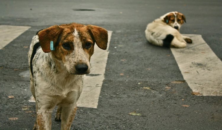 Hyderabad में लावारिस कुत्तों के काटने से बच्चे की मौत