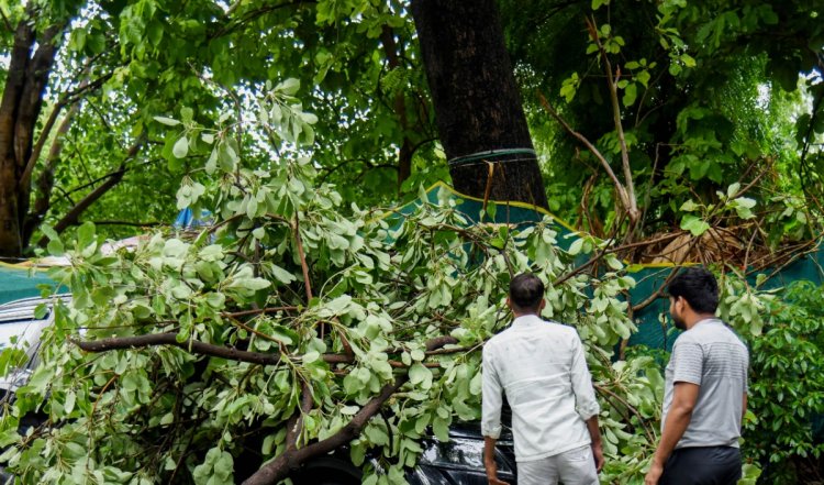 उत्तरी दिल्ली में पेड़ की टहनी गिरने से एक व्यक्ति की मौत