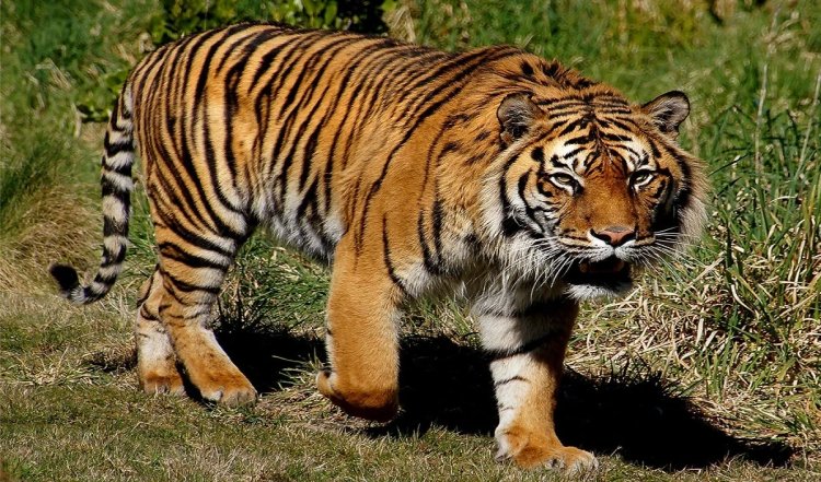 मध्य प्रदेश के कान्हा अभयारण्य में बाघ के हमले में महिला की मौत