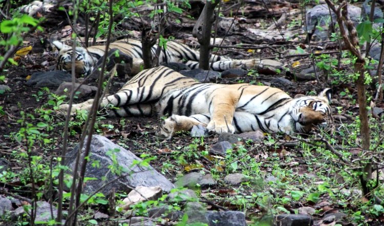 बिहार राष्ट्रीय उद्यान में बाघ का शव मिला