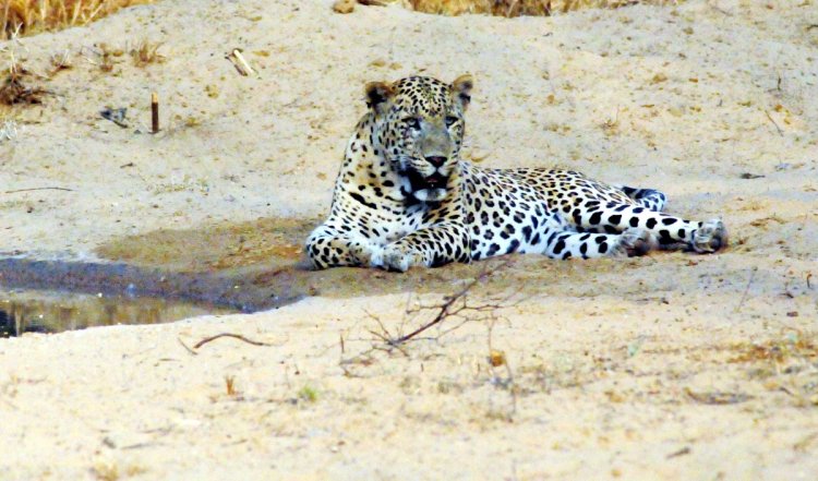 गुजरात के अमरेली में तेंदुए के हमले में दो साल के बच्चे की मौत