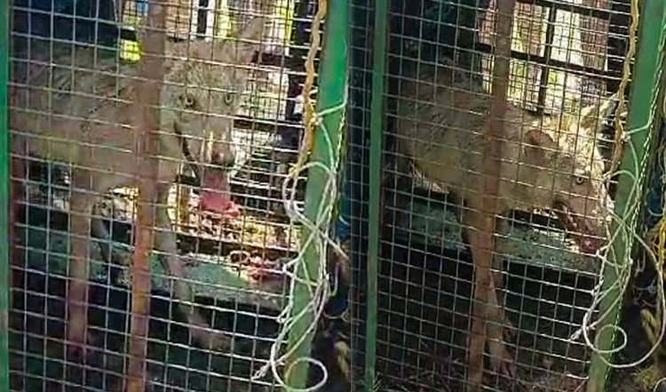 Wolf Attack मामले में आया नया मोड़, विशेषज्ञों ने किया चौंकाने वाला खुलासा, बदला लेने के लिए हमले कर रहे हैं भेड़िये
