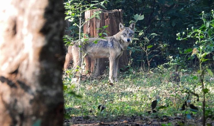 Madhya Pradesh Wolf Attack: बहराइच के बाद अब  मध्य प्रदेश के खंडवा में भेड़िये के हमले में परिवार के पांच सदस्य घायल
