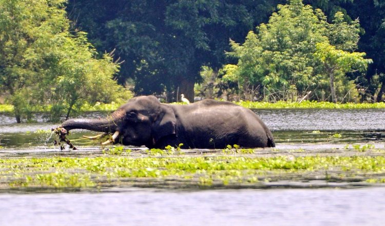 Chhattisgarh : हाथी ने महिला को मार डाला
