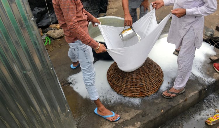जयपुर में 300 किलो मिलावटी पनीर नष्ट करवाया