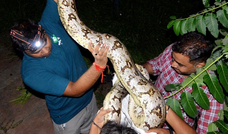 उत्तर प्रदेश के आगरा में मिले 15 फुट लंबे अजगर को जंगल में छोड़ा गया