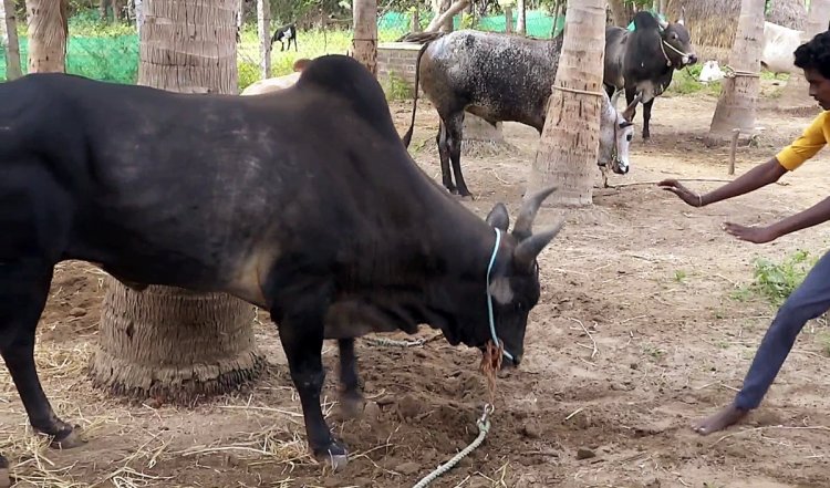 उप्र : पीलीभीत में सांड के हमले में बुजुर्ग महिला की मौत